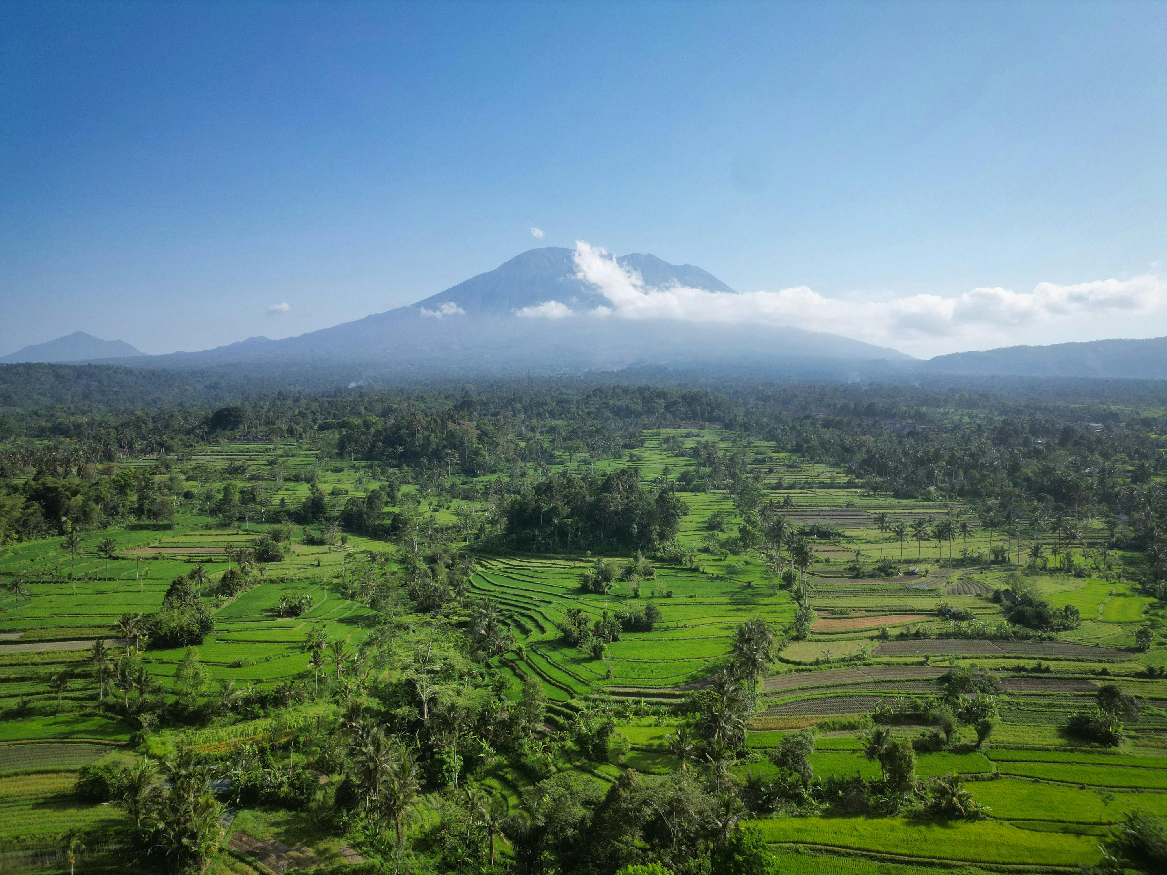 Rice terraces, Bali, Indonesia